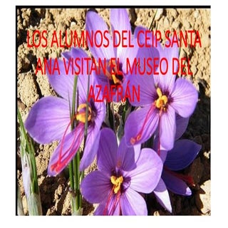 VISITA AL MUSEO DEL AZAFRÁN. MADRID...