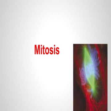 Mitosis | PPTX