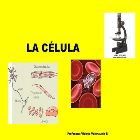 LA CELULA