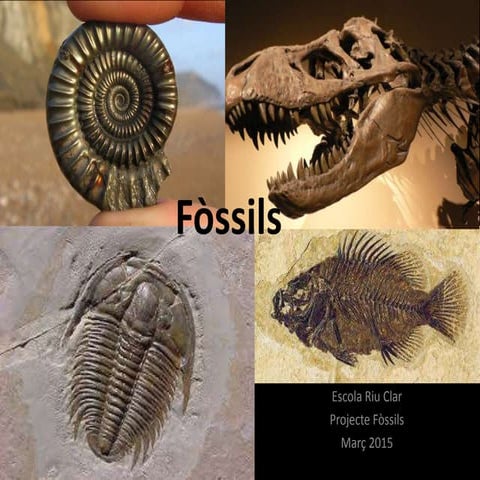 Presentacio fossils