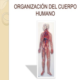 organizacion interna del cuerpo humano