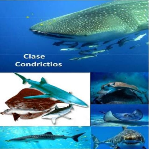 Peces condrictios por Yessenia Salazar 