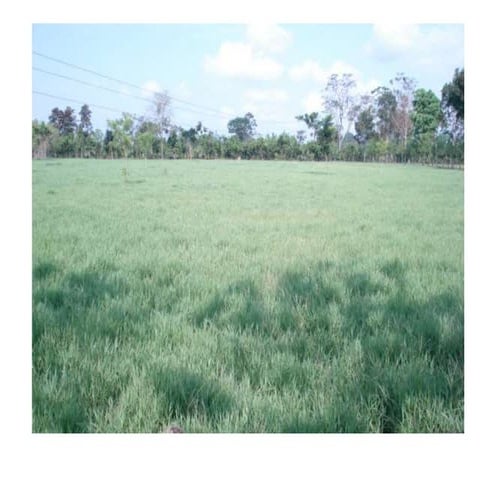 presentacion-de-pastos 1.ppt