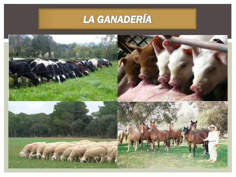 slideshare ganaderia