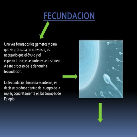 FECUNDACIÓN PRESENTACIÓN 2