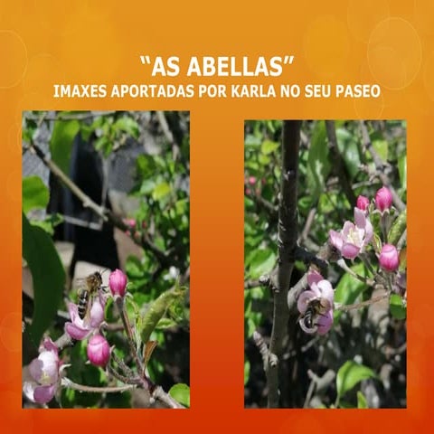 Presentación abellas