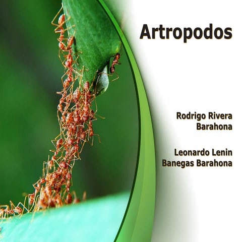 Presentacion Artropodos Rodrigo y Leonardo.pdf