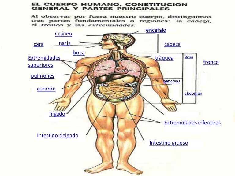 sin cadenas en ingles presentacion cuerpo humano sin cadenas en ingles presentacion cuerpo humano