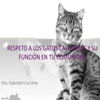 Presentación de gatos