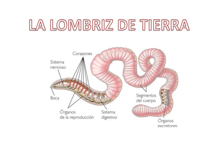 Presentación de la lombriz de tierra Presentación de la lombriz de tierra