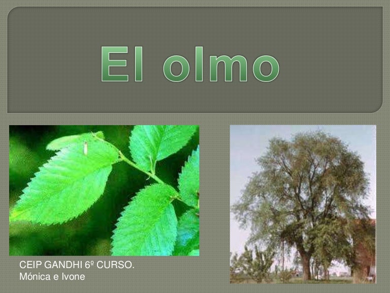 Presentacion del olmo