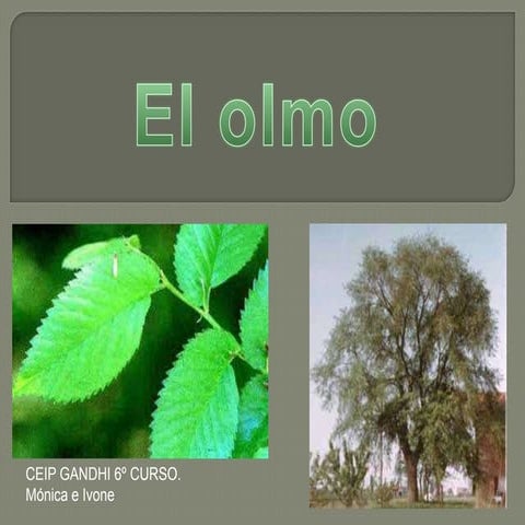 Presentacion del olmo | PPTX