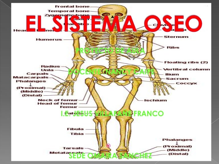 Presentacion del sistema oseo Presentacion del sistema oseo