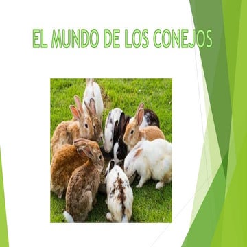 Presentacion el mundo de los conejos | PPTX