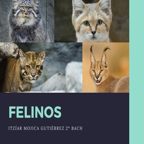 Presentación felinos Itzíar Mojica Gutiérrez