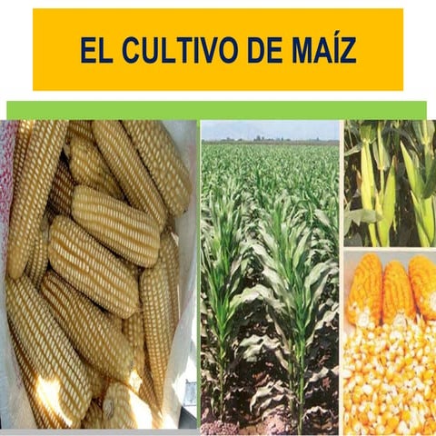 el cultivo del maíz- Presentacion fnc maíz - darío- SEMILLAS NACIONALES