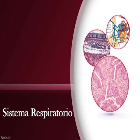 Presentacion Histologia - Sistema Respiratorio
