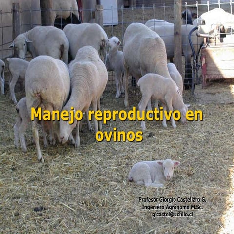 Presentacion manejo reproductivo_en_ovinos