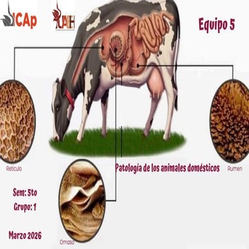 Comprehensive Overview of Rumen and Reticulum Pathologies in Domestic ...