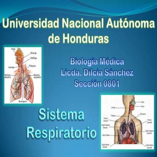 Presentacion sistema respiratorio