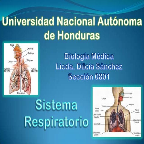 Presentacion sistema respiratorio