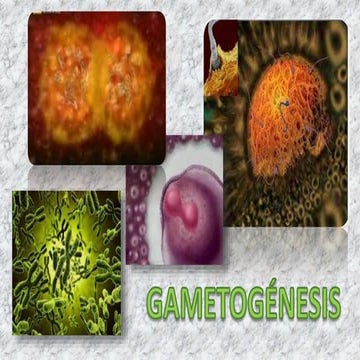 Presentacion sobre la gametogenesis