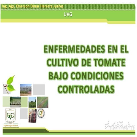 Conferencia enfermedades en tomate bajo invernadero Utz Samaj | PPTX