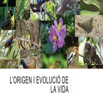 Origen i evolució vida (4ESO)