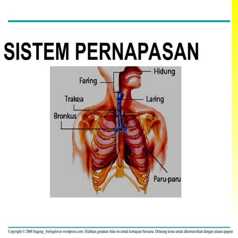 presentasi-sistem-pernafasan-2 (4).bxcckhsvppt | PPT