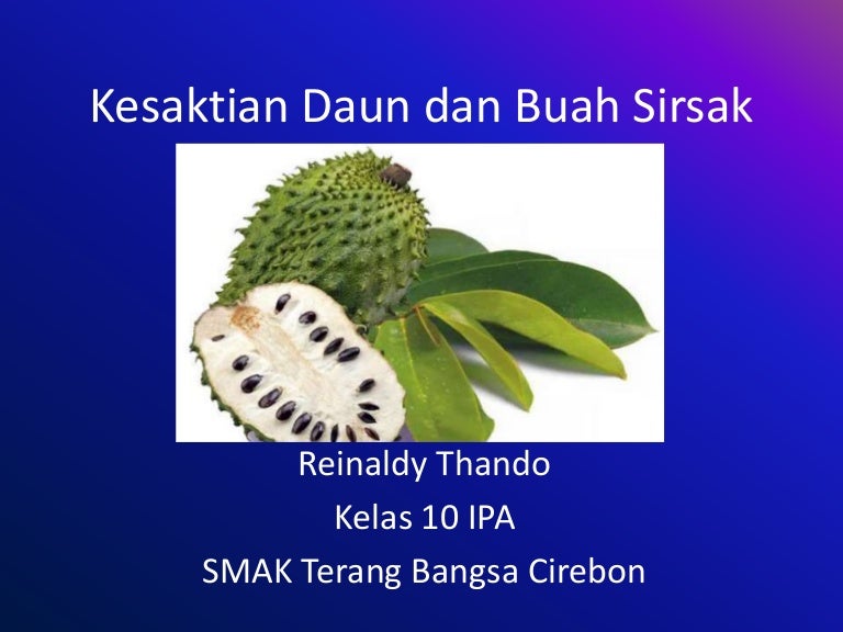 Kesaktian Daun Dan Buah Sirsak Kesaktian Daun Dan Buah Sirsak