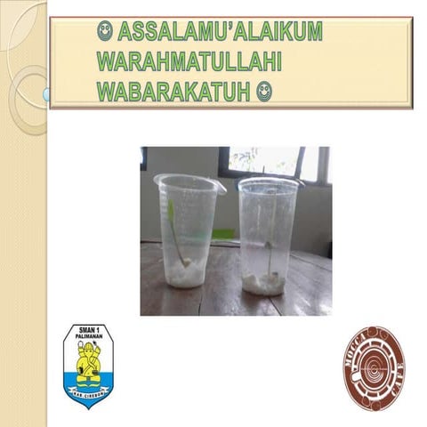 Presentasi laporan praktikum  pertumbuhan dan perkembangan tanaman jagung dan...