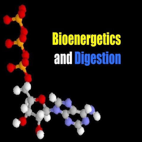 Presentation 04 - Bioenergetics And Digestion in Lower Forms