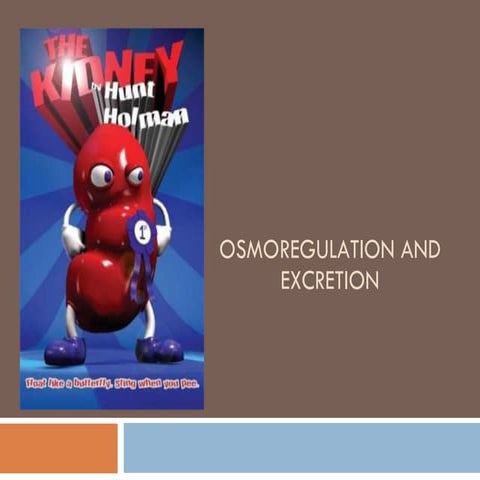 Presentation 12 - Osmoregulation And Excretion