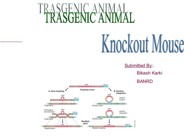Knockout mouse presentation picture