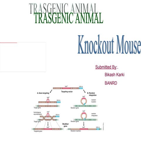 KnockOut mouse technology By Bikash karki