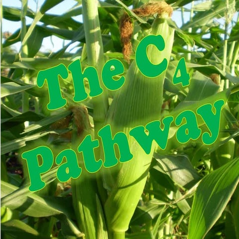 The C4 pathway