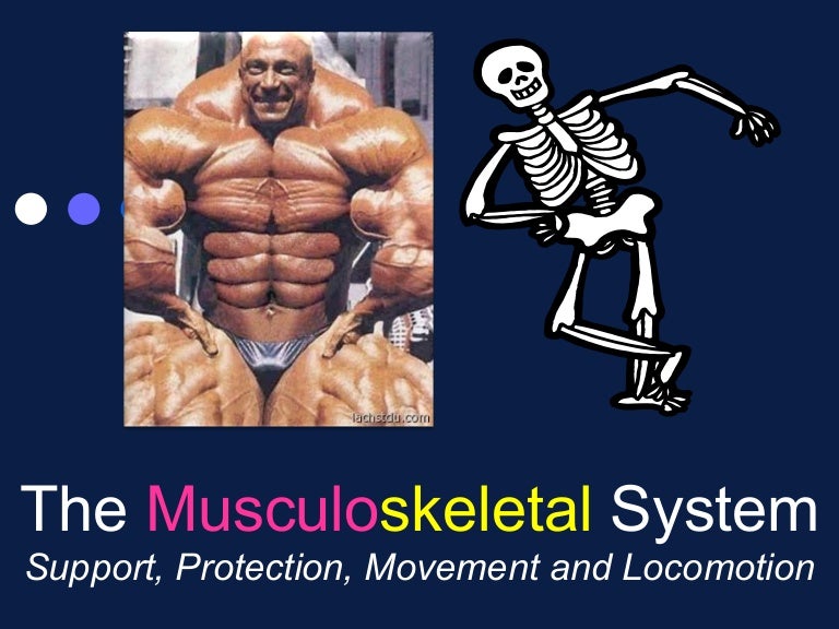 Presentation 15 Musculoskeletal System