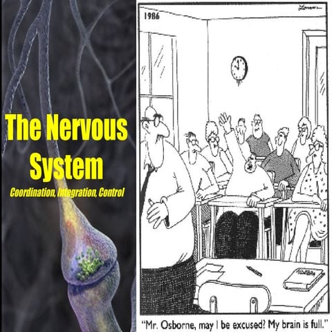 Presentation 16 - Nervous System