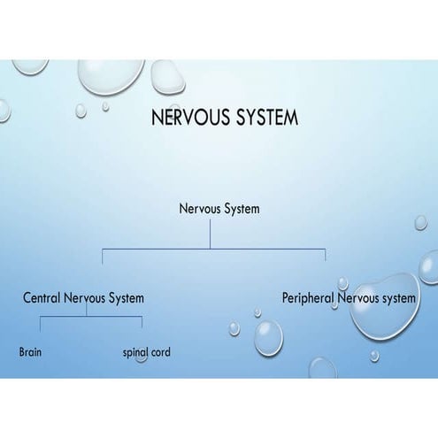 Nervous System Human Anatomy and Phsiology