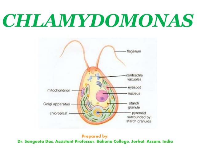 Chlamydomonas