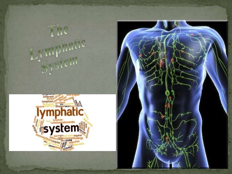 The Anatomy of Lymphatic System
