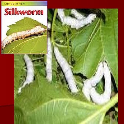 Presentation-on-Silkworm-very-useful.ppt