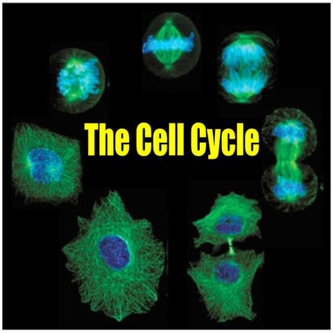 Presentation 01 - The Cell Cycle