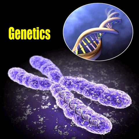 Presentation 02   genetics i