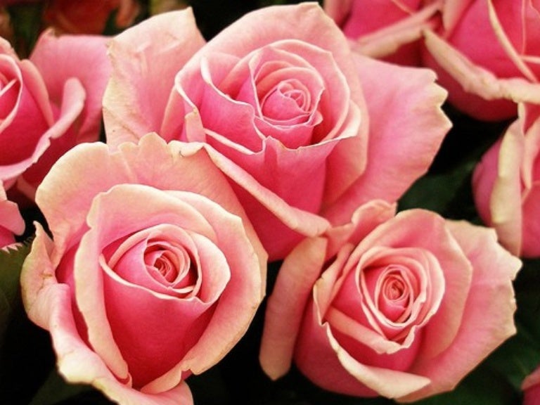 A Collection of Nice Roses