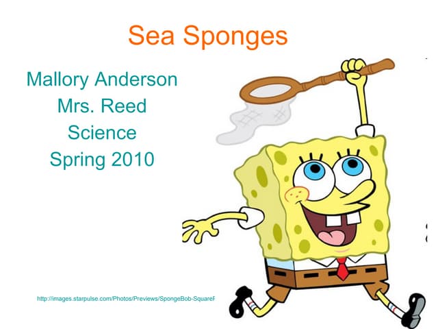 Sea Sponges