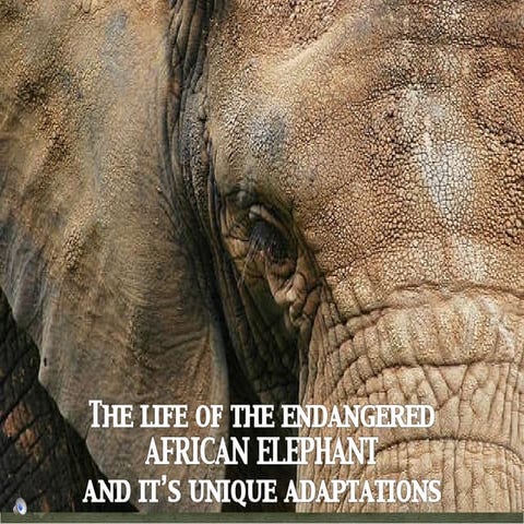 The African Elephant | PPT