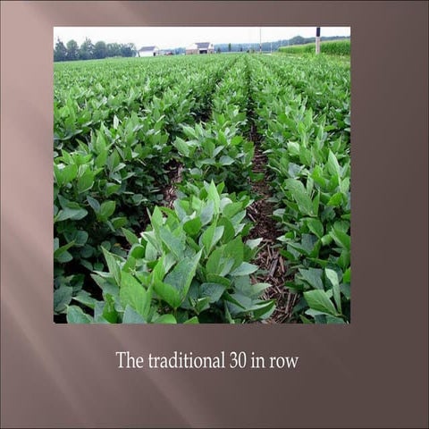 Give those soybeans some space