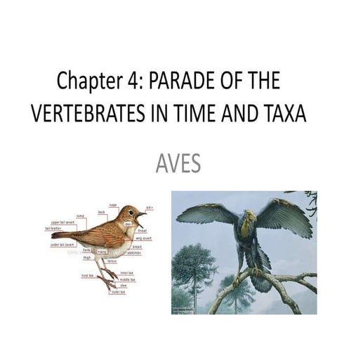 Aves