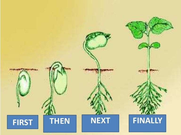 Схема роста растения. Зигота у растения схема. Развитие растений с зиготы. Рост растения начиная с зиготы. Молодое растение это зигота.